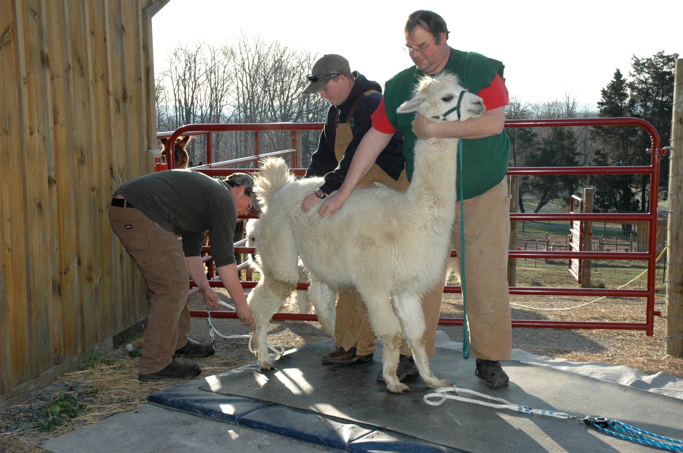 Shearing Day on the Farm for Alpacas PetMD